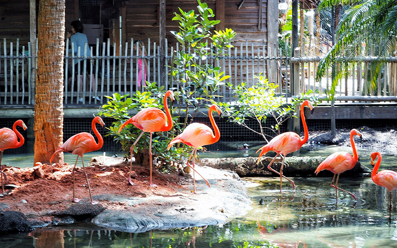 flamingo