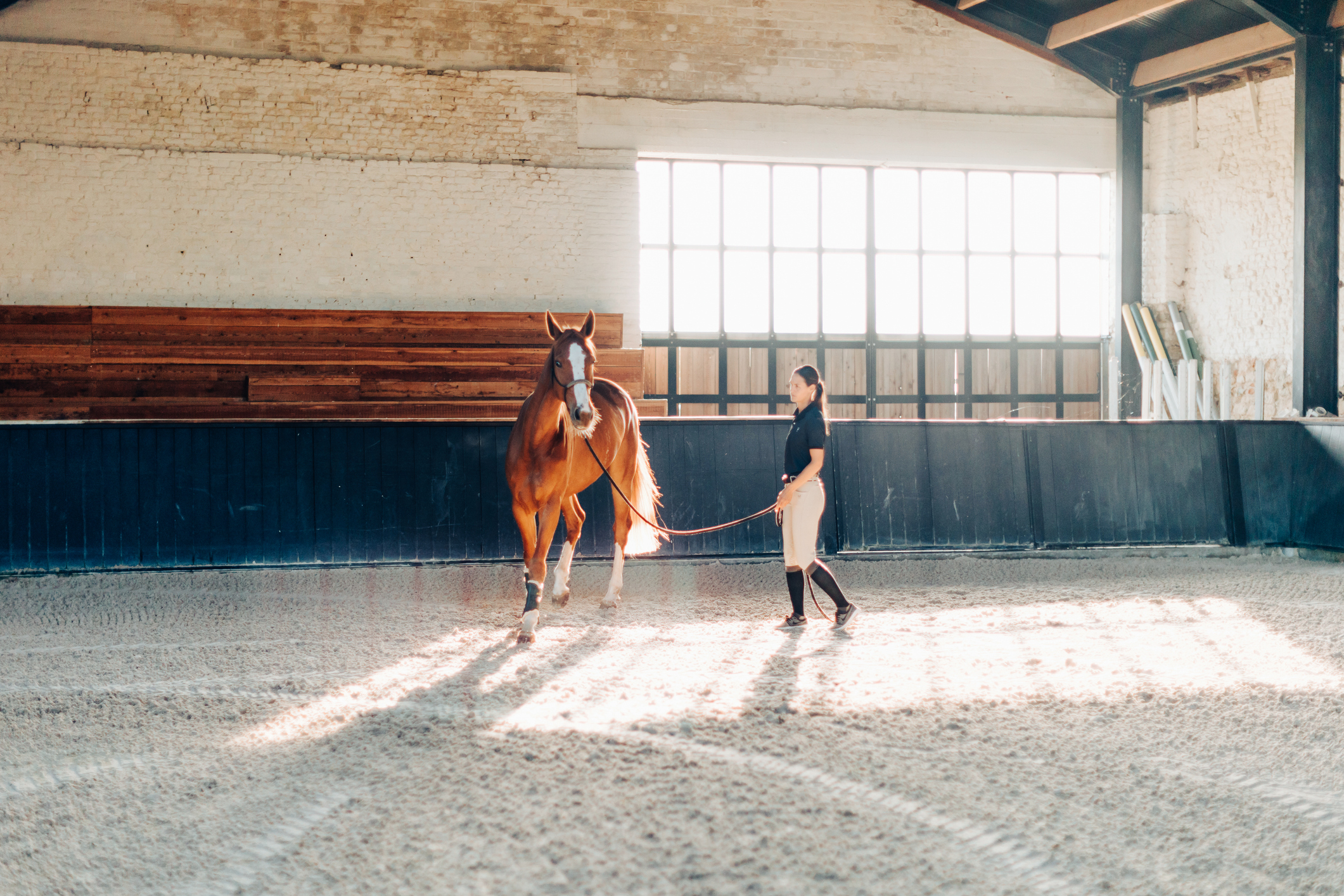 Horse Training