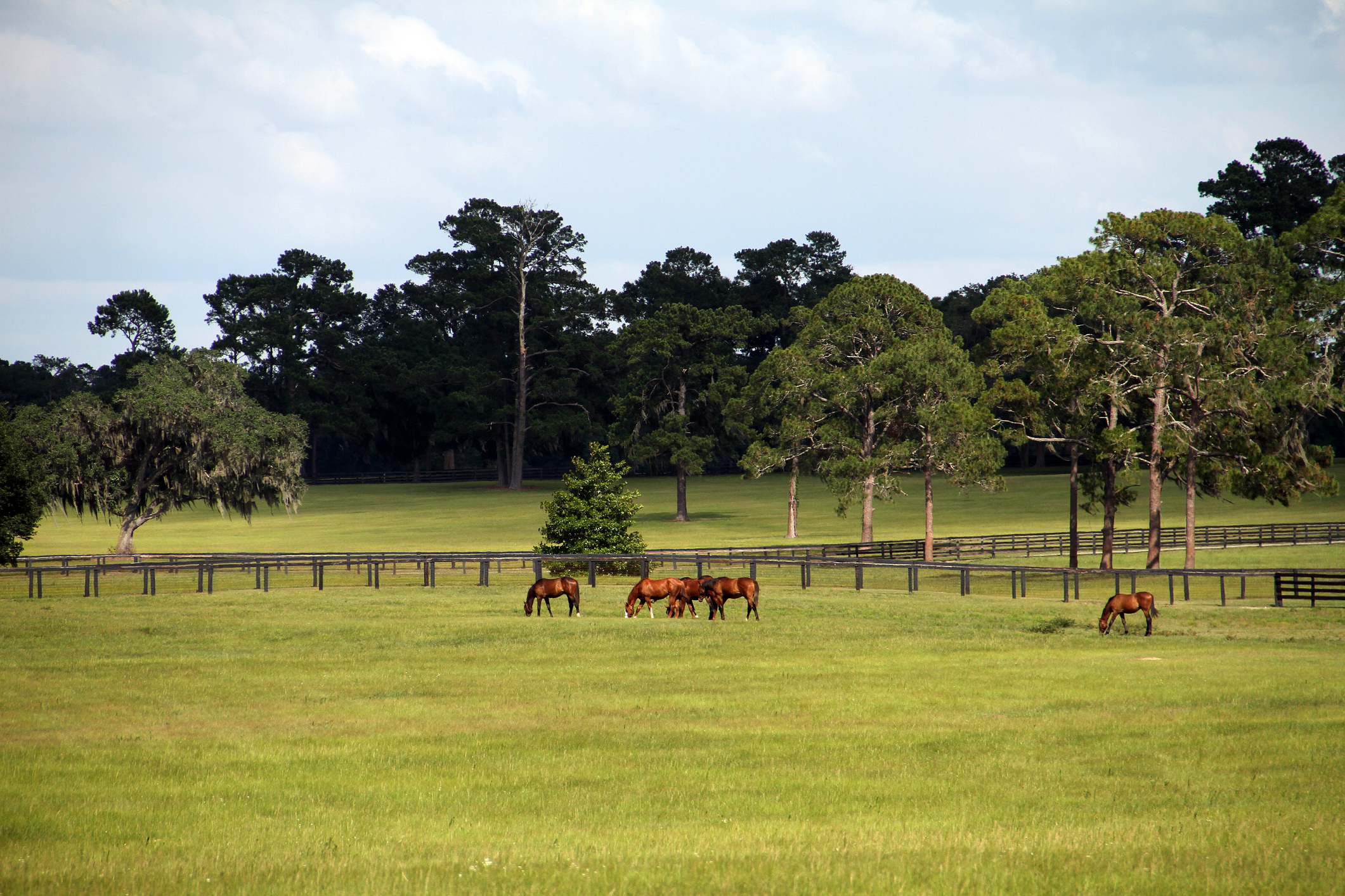 Horses grazing on an equestrian property